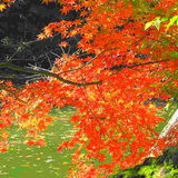 露天エリアの紅葉