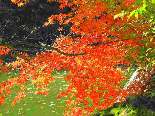 露天エリアの紅葉